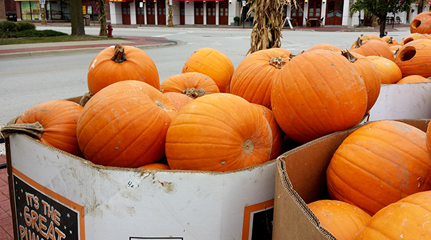 Pumpkins at the Great Highwood Pumpkin Festival
